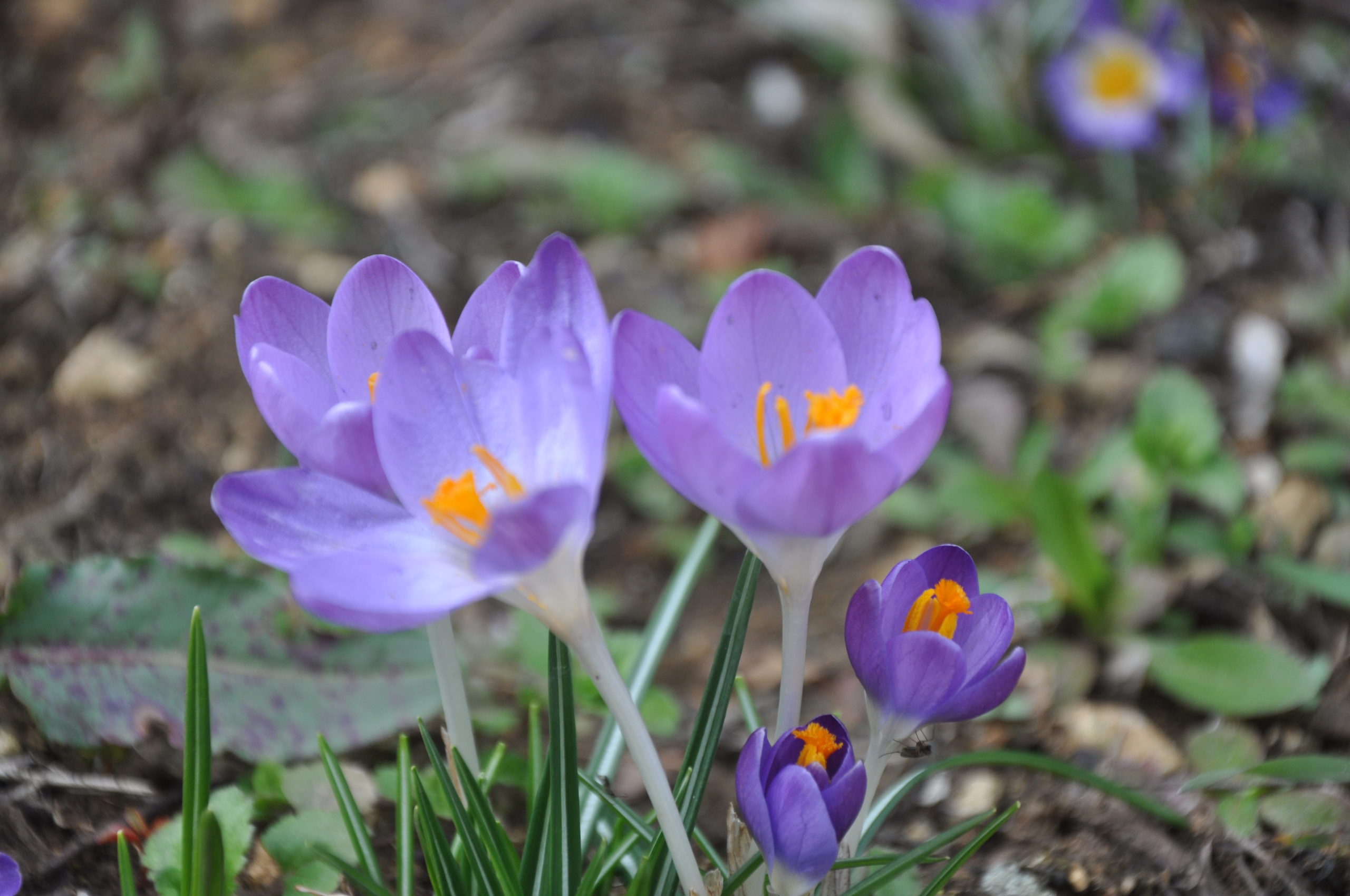 ET si on méditait … sur le yoga comme une fleur à 8 pétales…(15/10/2020